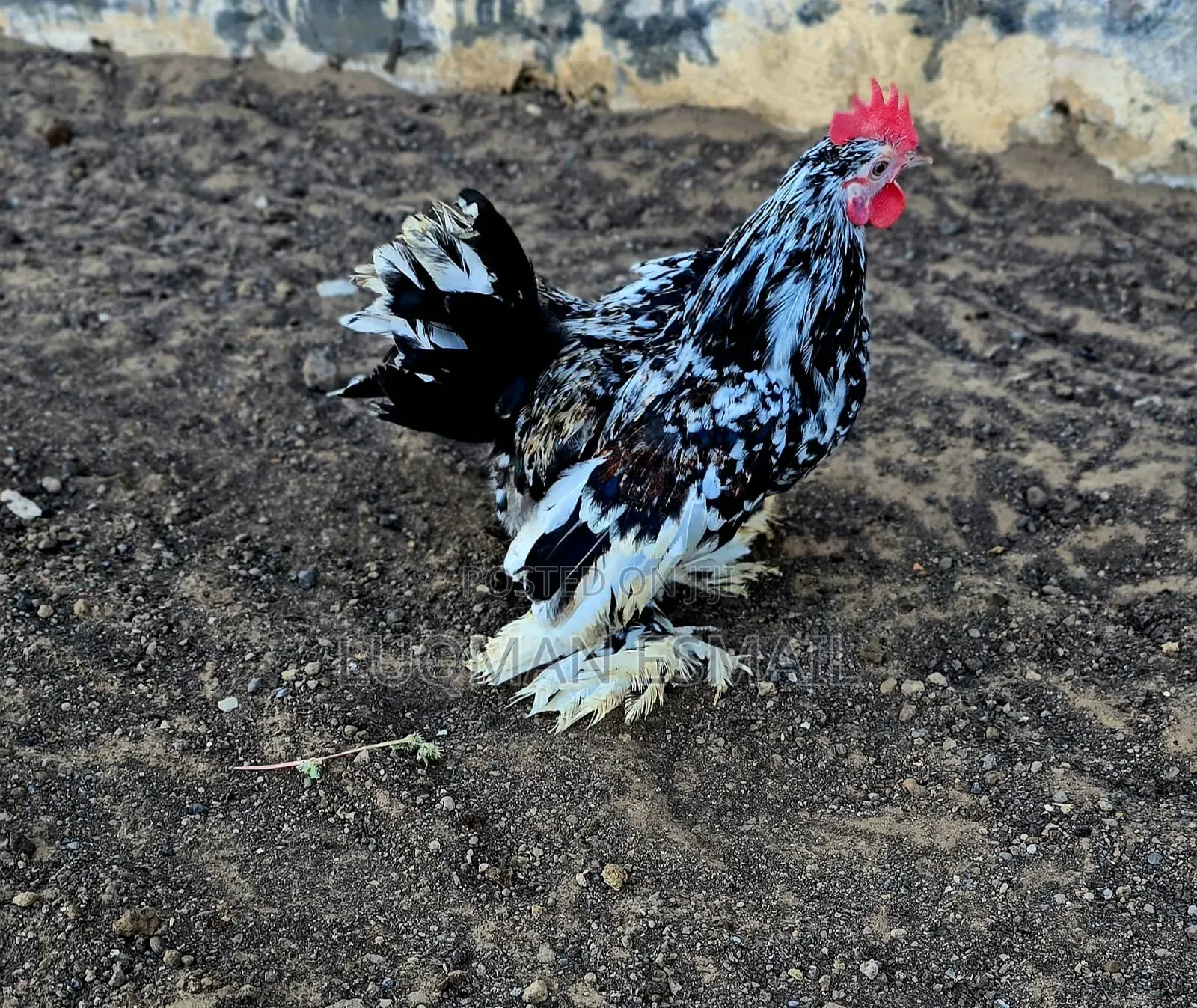 Molted Black Cock