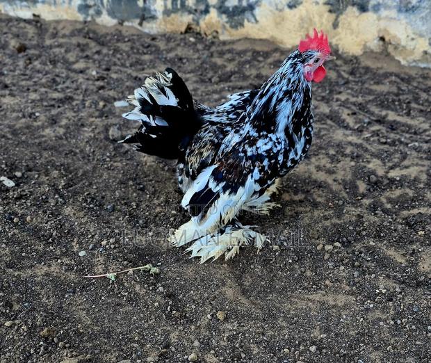 Molted Black Cock