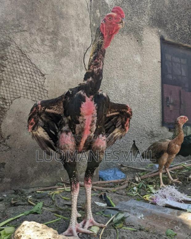 Kuchi Tall Chicken