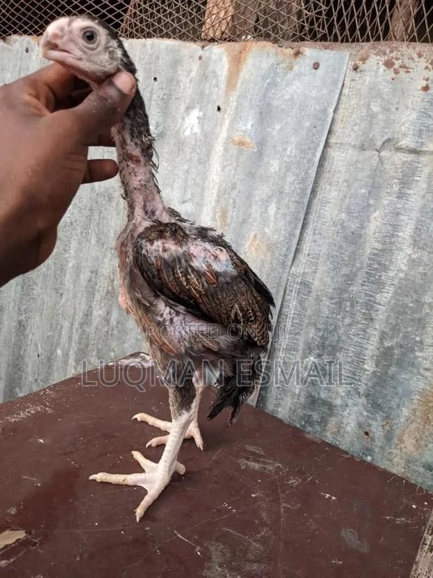 Upcoming Kuchi Chicks