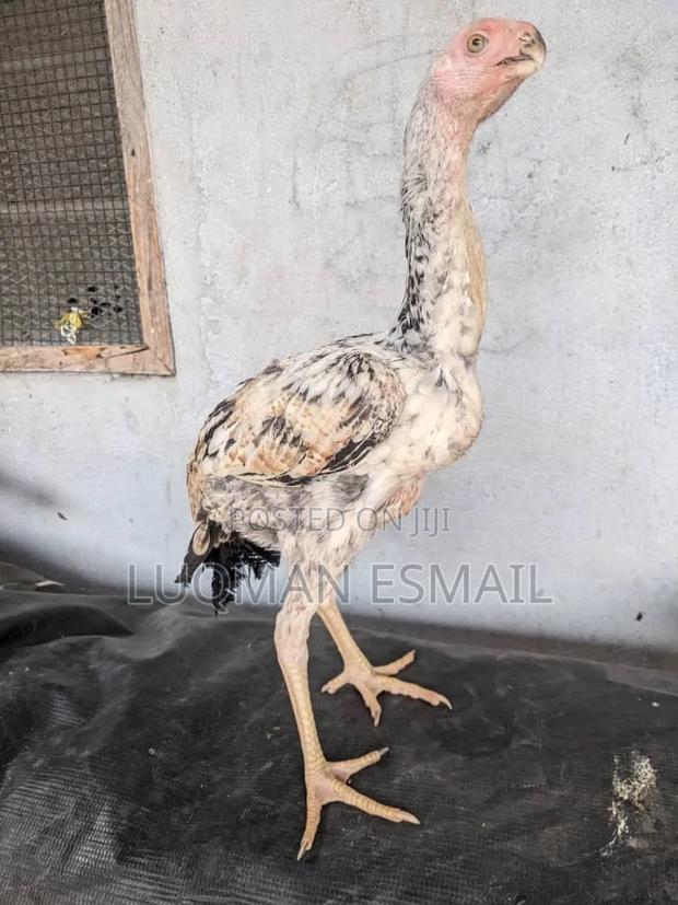 Kuchi Upcoming Female