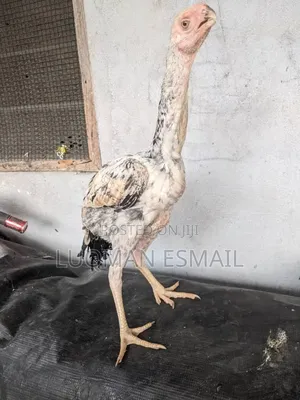 Upcoming Male