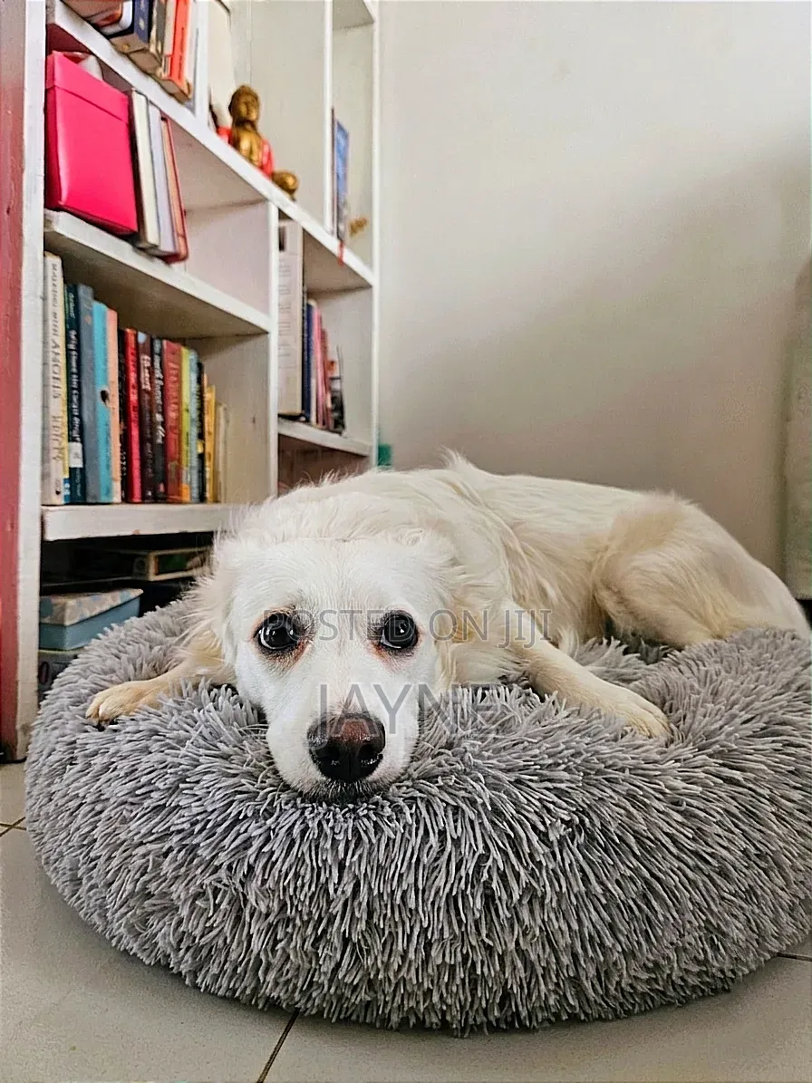 Donut Dog / Cat Bed