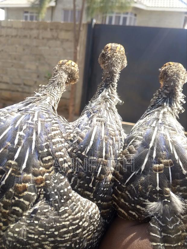 Vulturines Guinea Fowls Keets