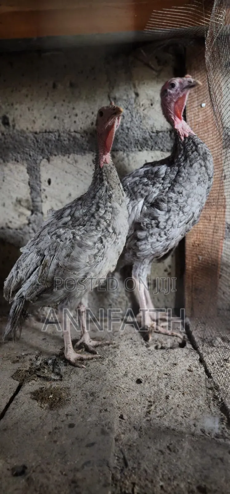 Blue Slate Turkey