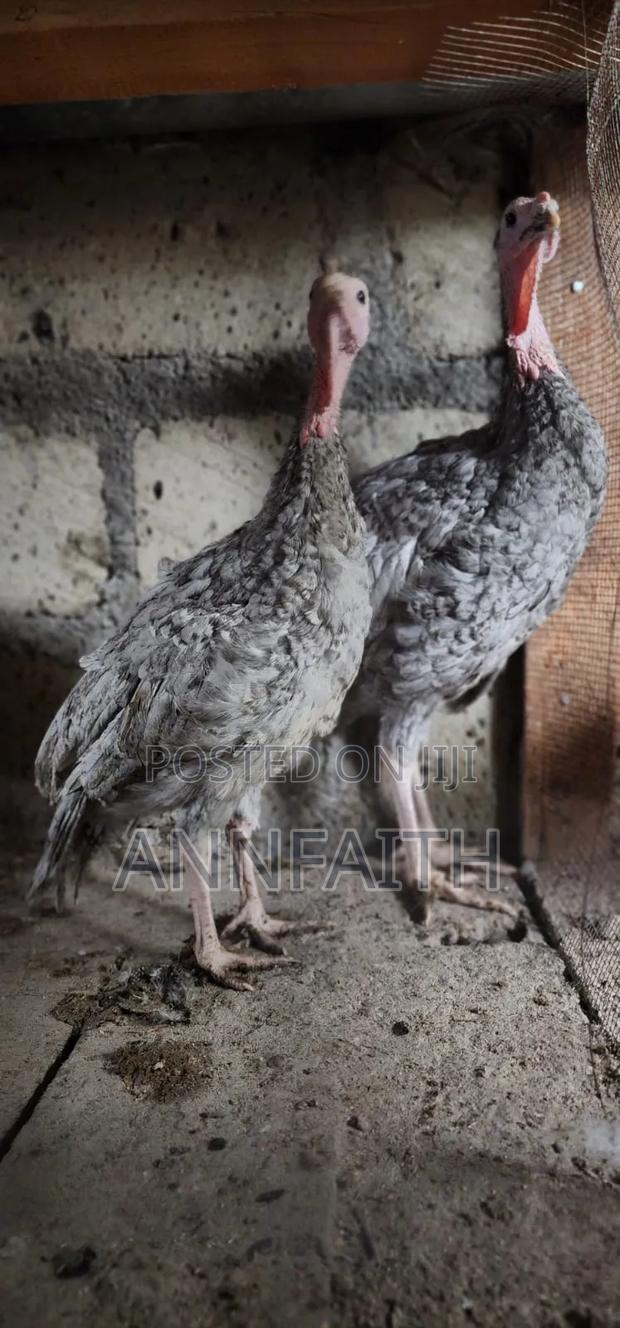 Blue Slate Turkey - thumbnail 2