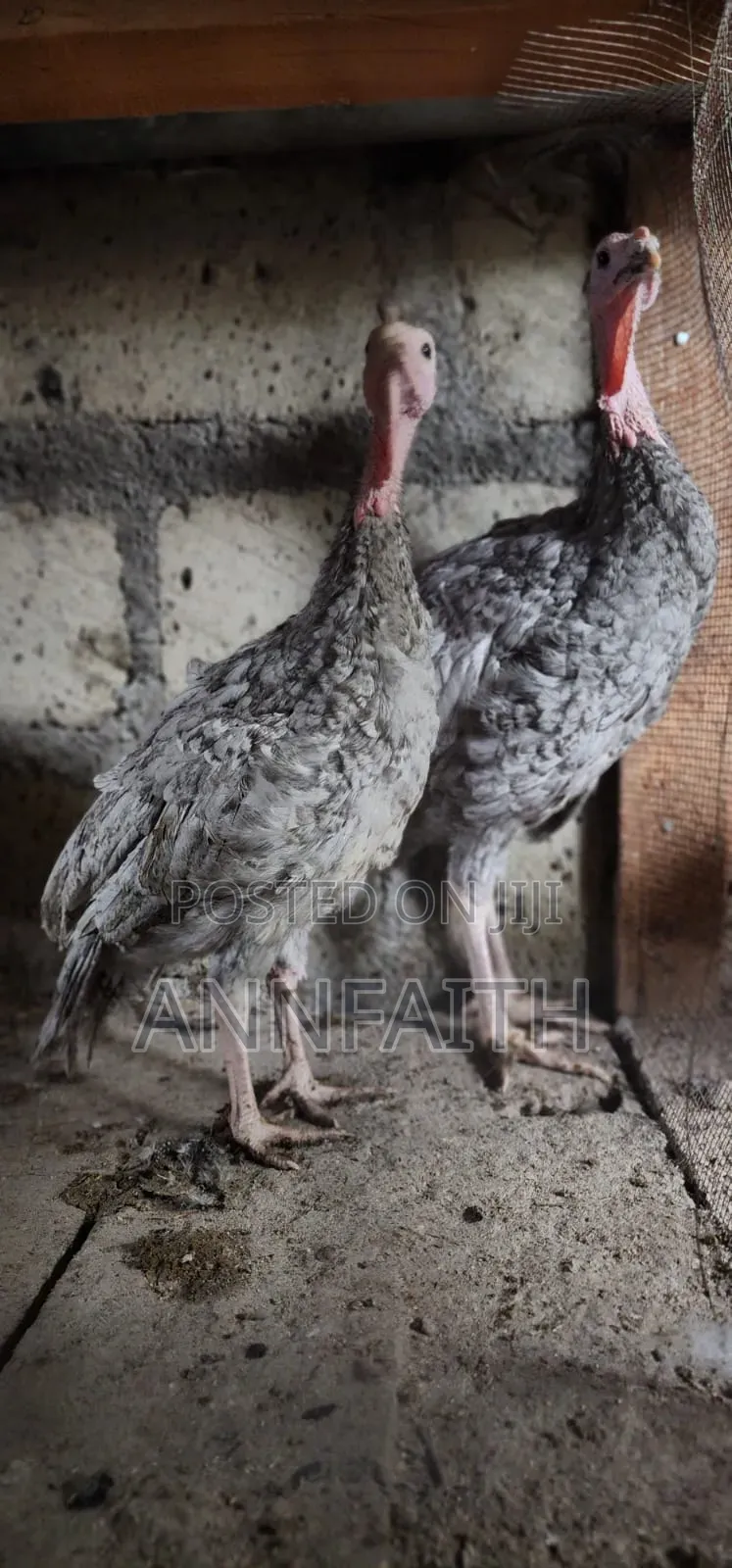 Blue Slate Turkey
