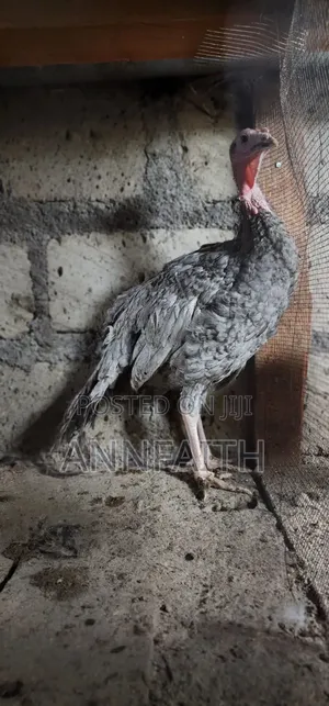 Blue Slate Turkey