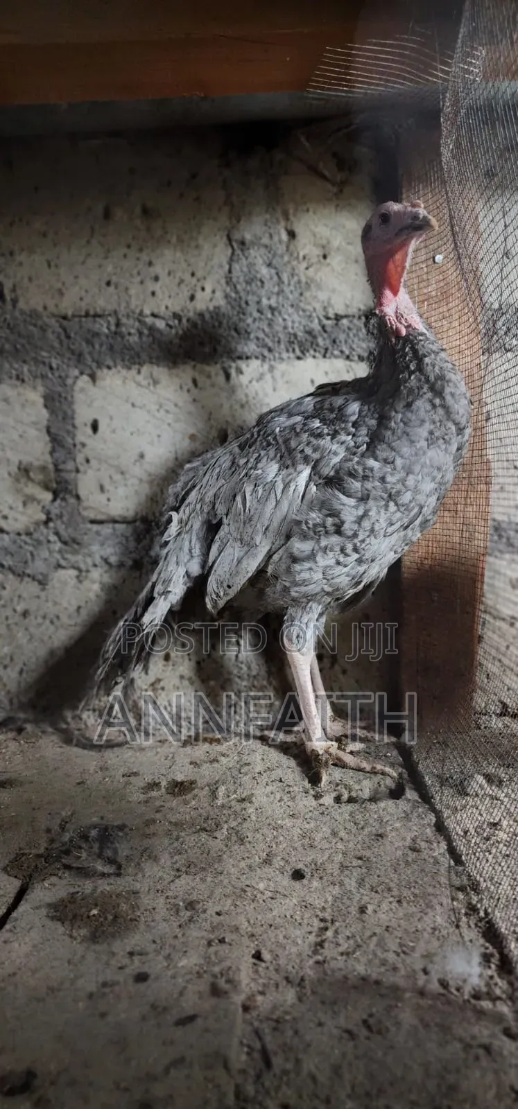 Blue Slate Turkey