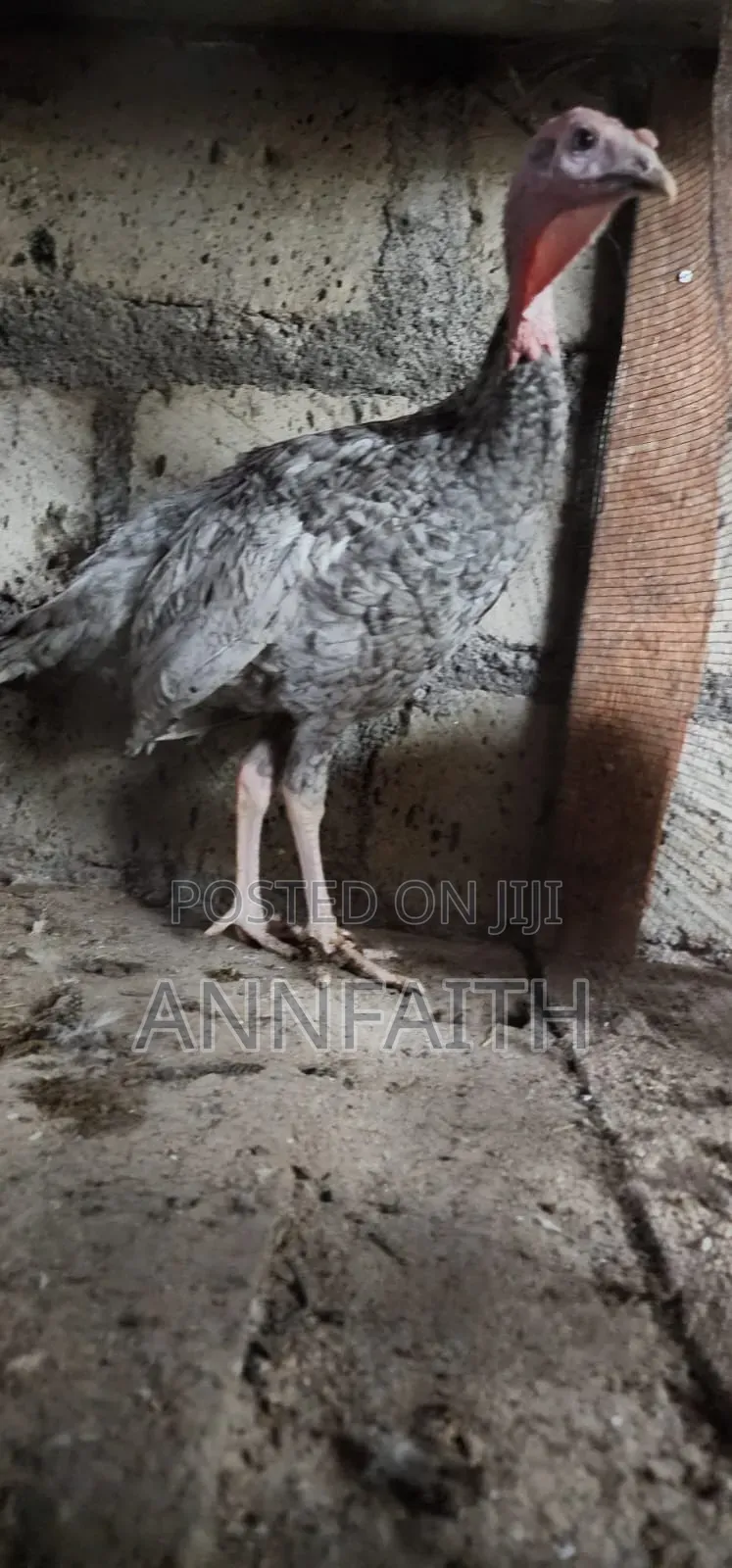 Blue Slate Turkey