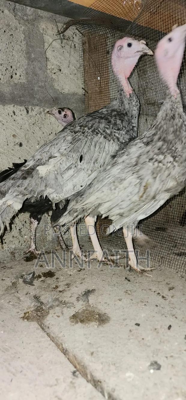 Blue Slate Turkey - thumbnail 5