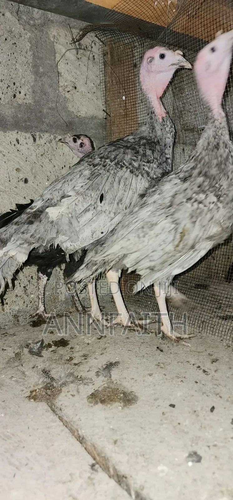 Blue Slate Turkey