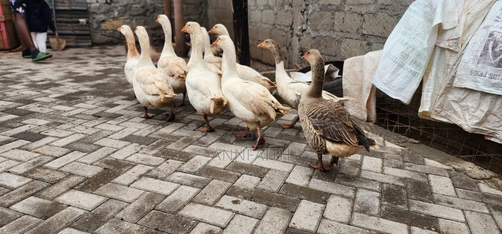 Geese and Goslings