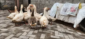Geese and Goslings