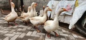 Geese and Goslings