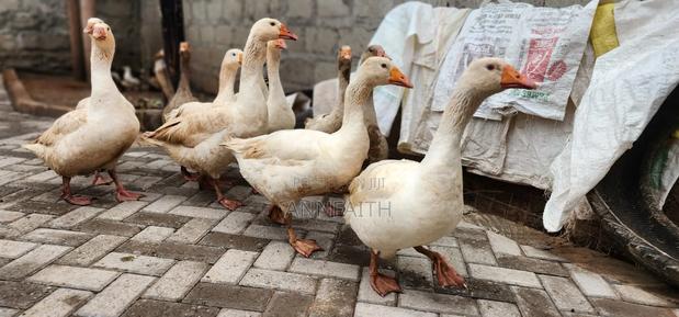 Geese and Goslings - thumbnail 3