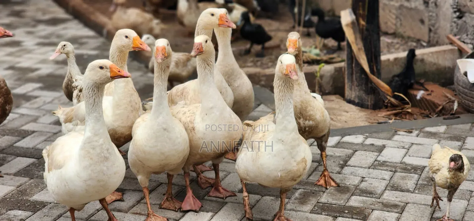 Geese and Goslings