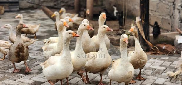 Geese and Goslings - thumbnail 6
