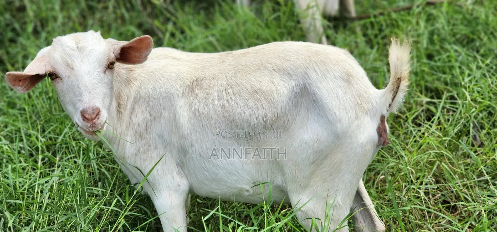 Dairy Goats