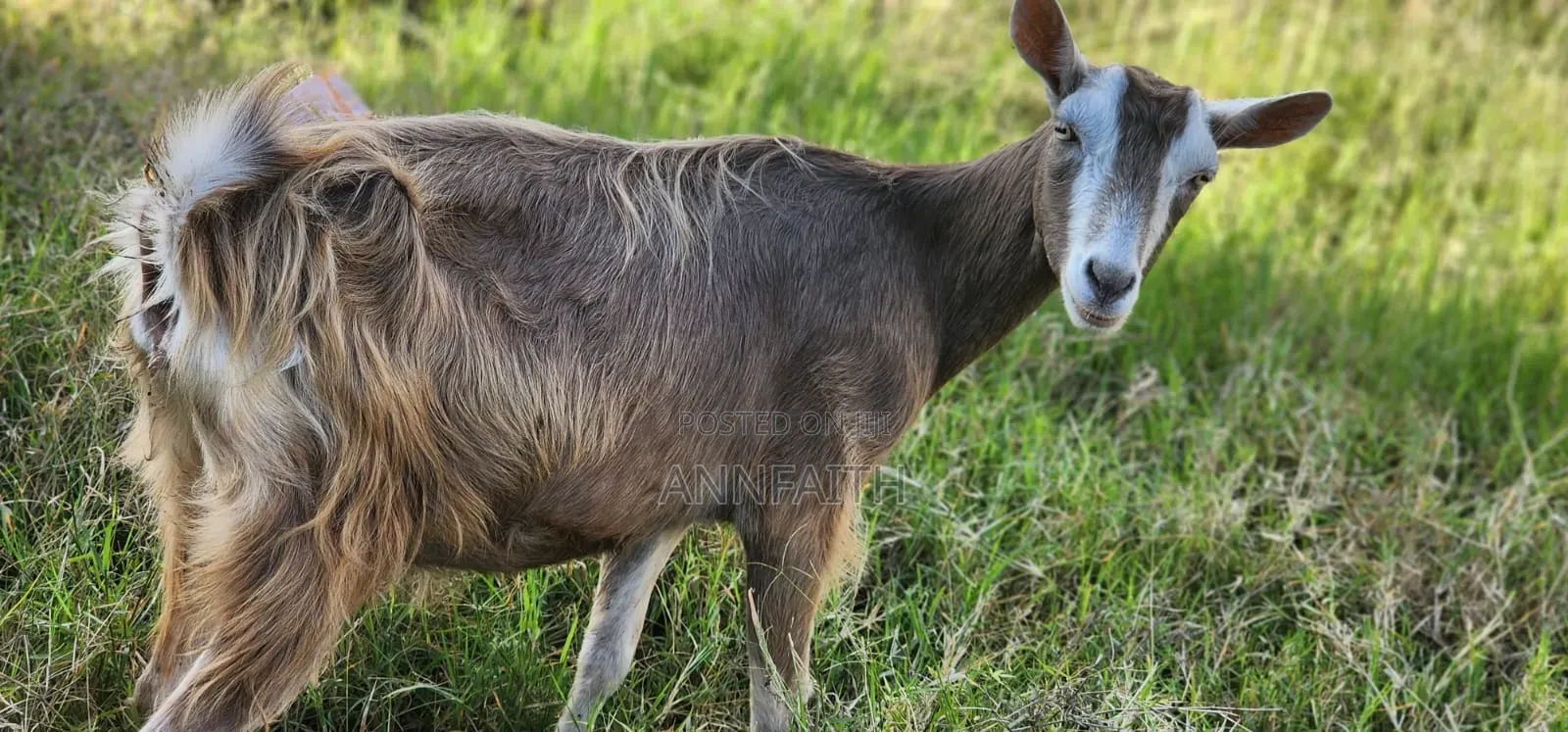 Dairy Goats