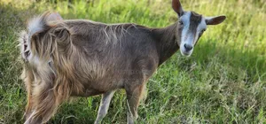 Dairy Goats