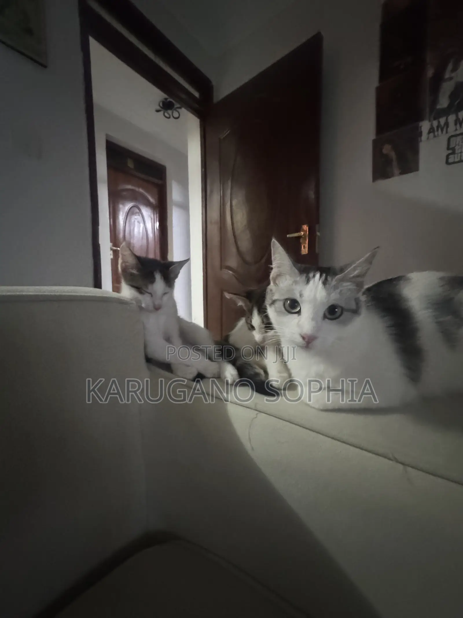 1-3 months Female Purebred Cat