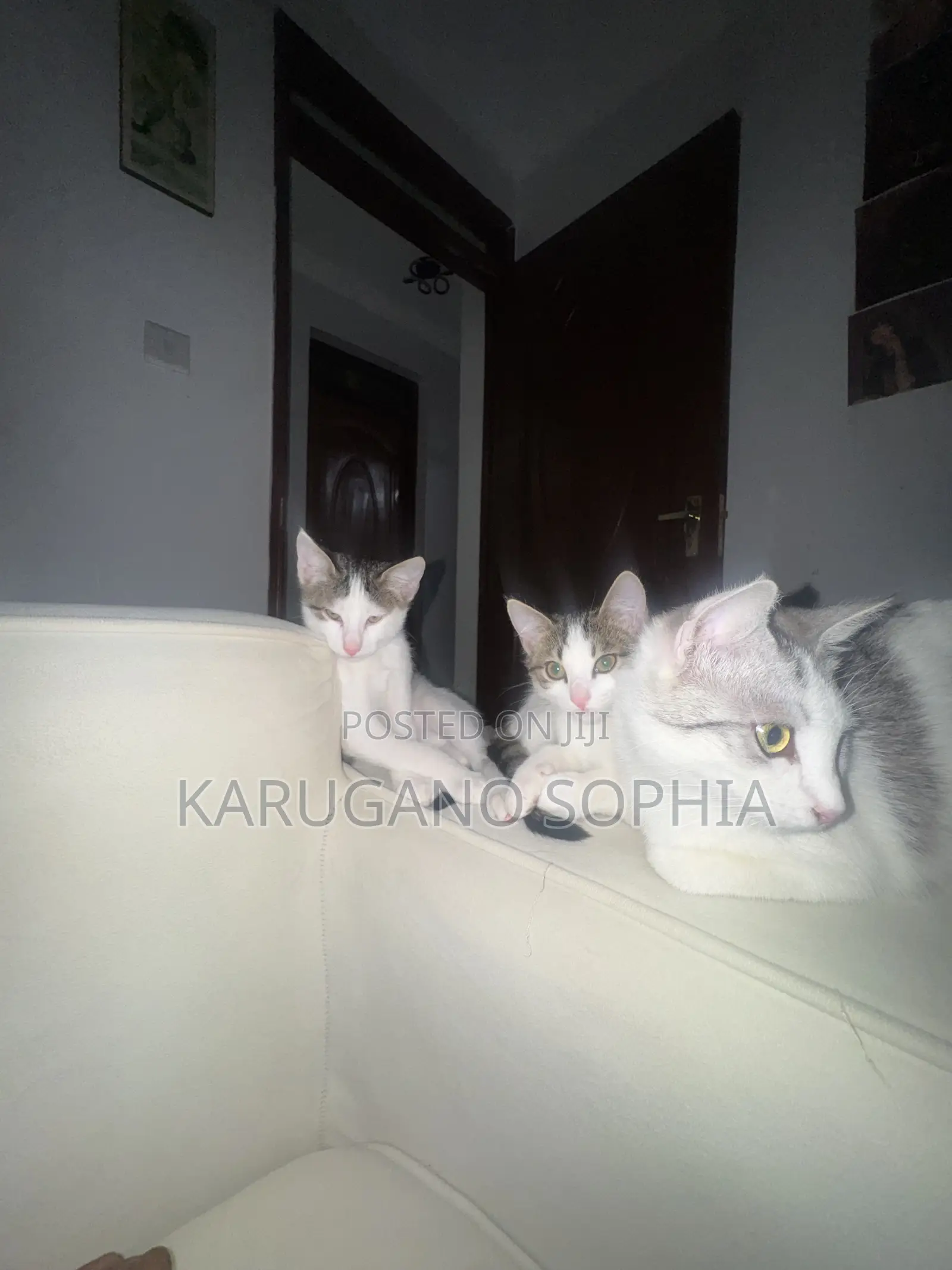1-3 months Female Purebred Cat