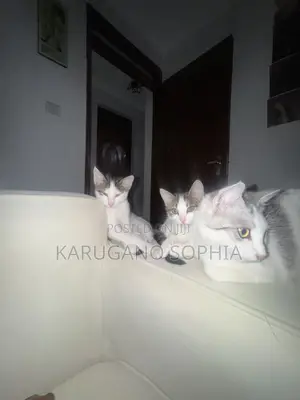 1-3 months Female Purebred Cat