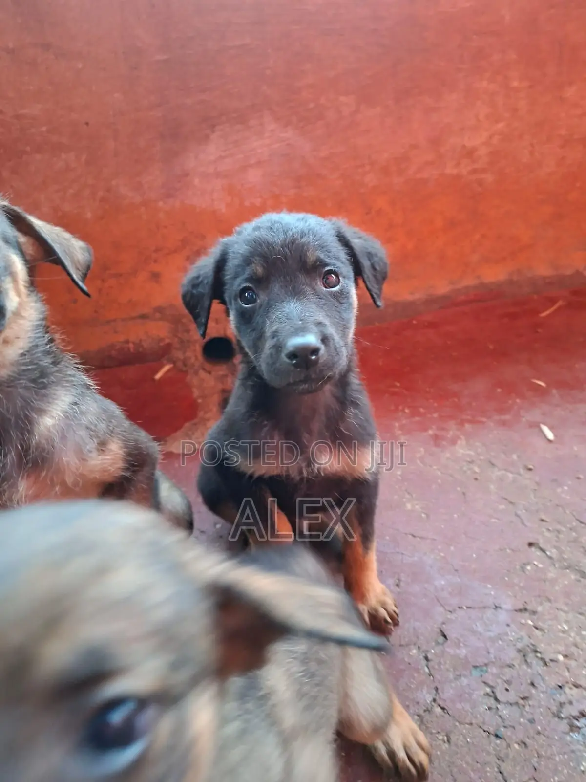1-3 months Female Purebred Belgian Malinois