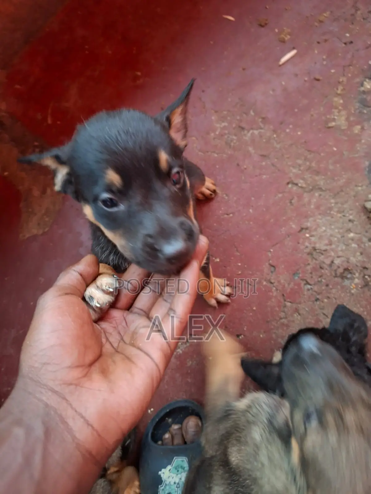 1-3 months Male Purebred Belgian Malinois