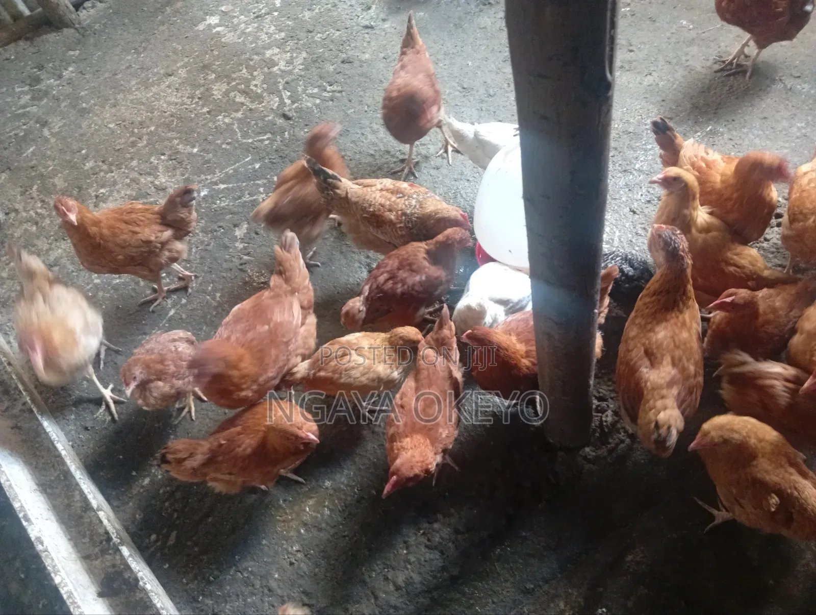 Improved Kienyeji Chicken