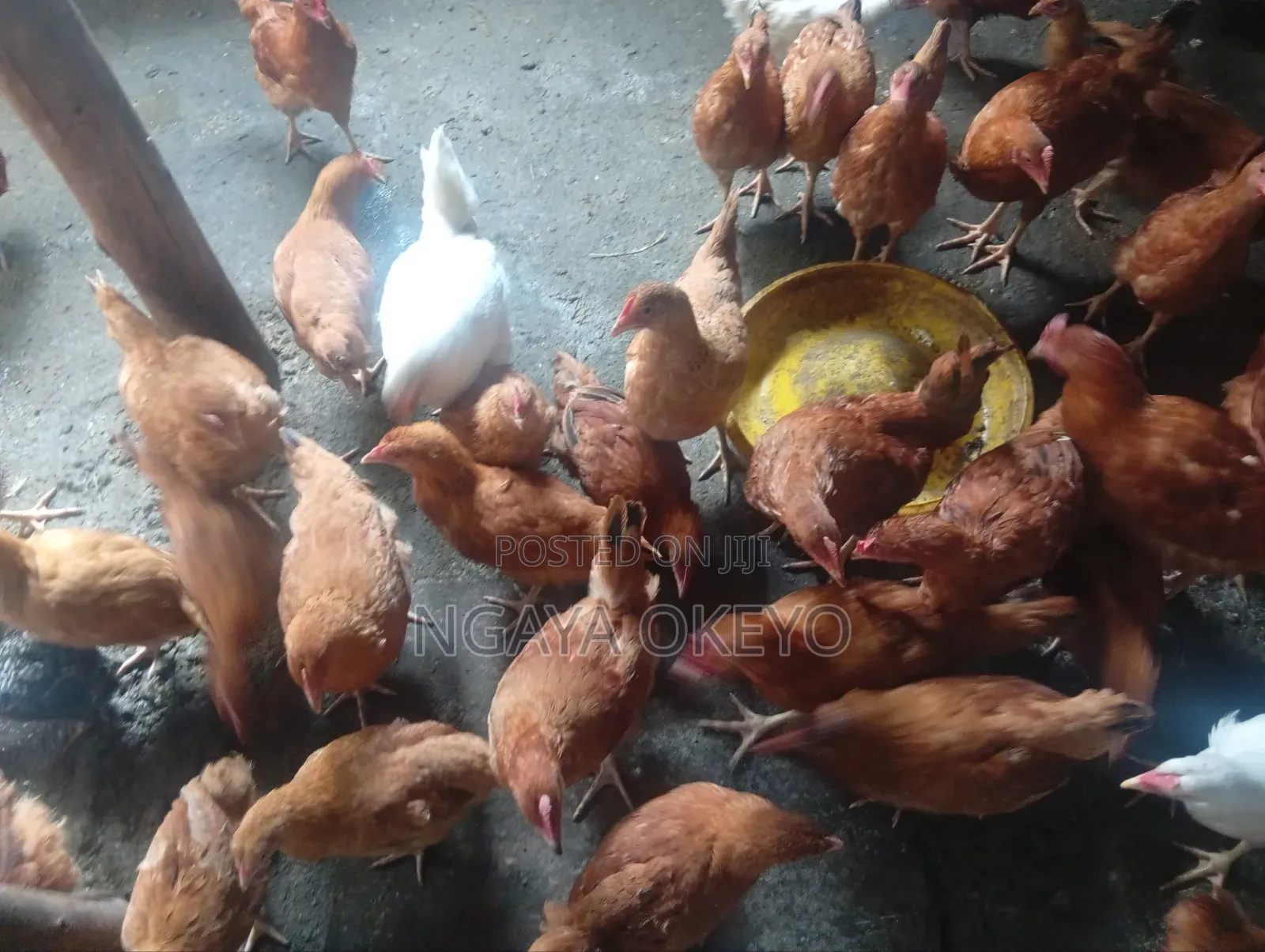 Improved Kienyeji Chicken