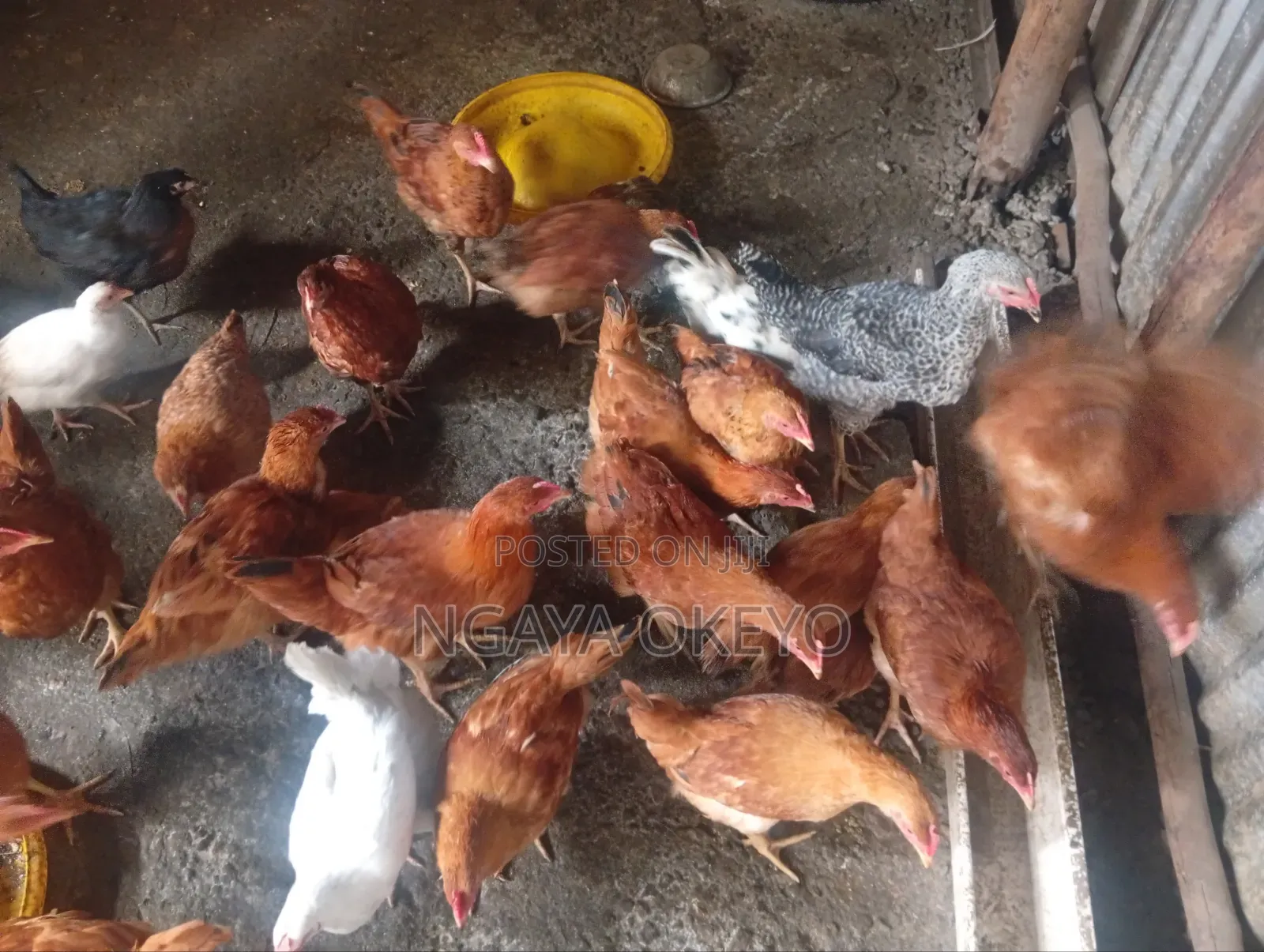 Improved Kienyeji Chicken