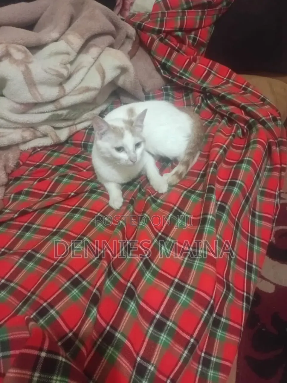 3-6 months Female Mixed Breed American Shorthair