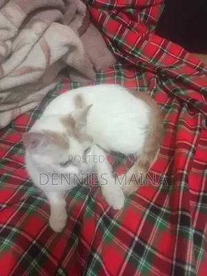 3-6 months Female Mixed Breed American Shorthair