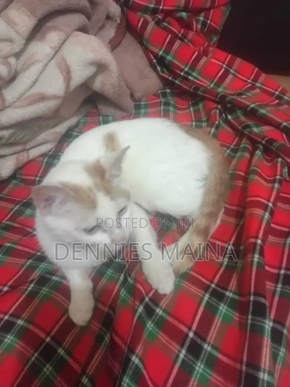 3-6 months Female Mixed Breed American Shorthair