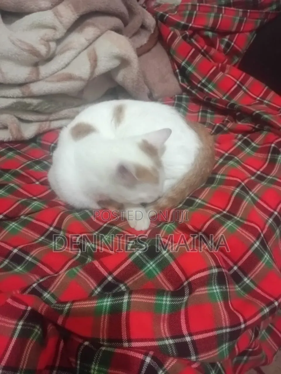 3-6 months Female Mixed Breed American Shorthair