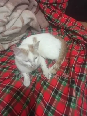 3-6 months Female Mixed Breed American Shorthair