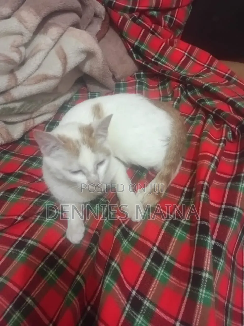3-6 months Female Mixed Breed American Shorthair