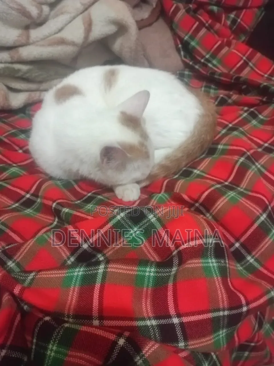 3-6 months Female Mixed Breed American Shorthair