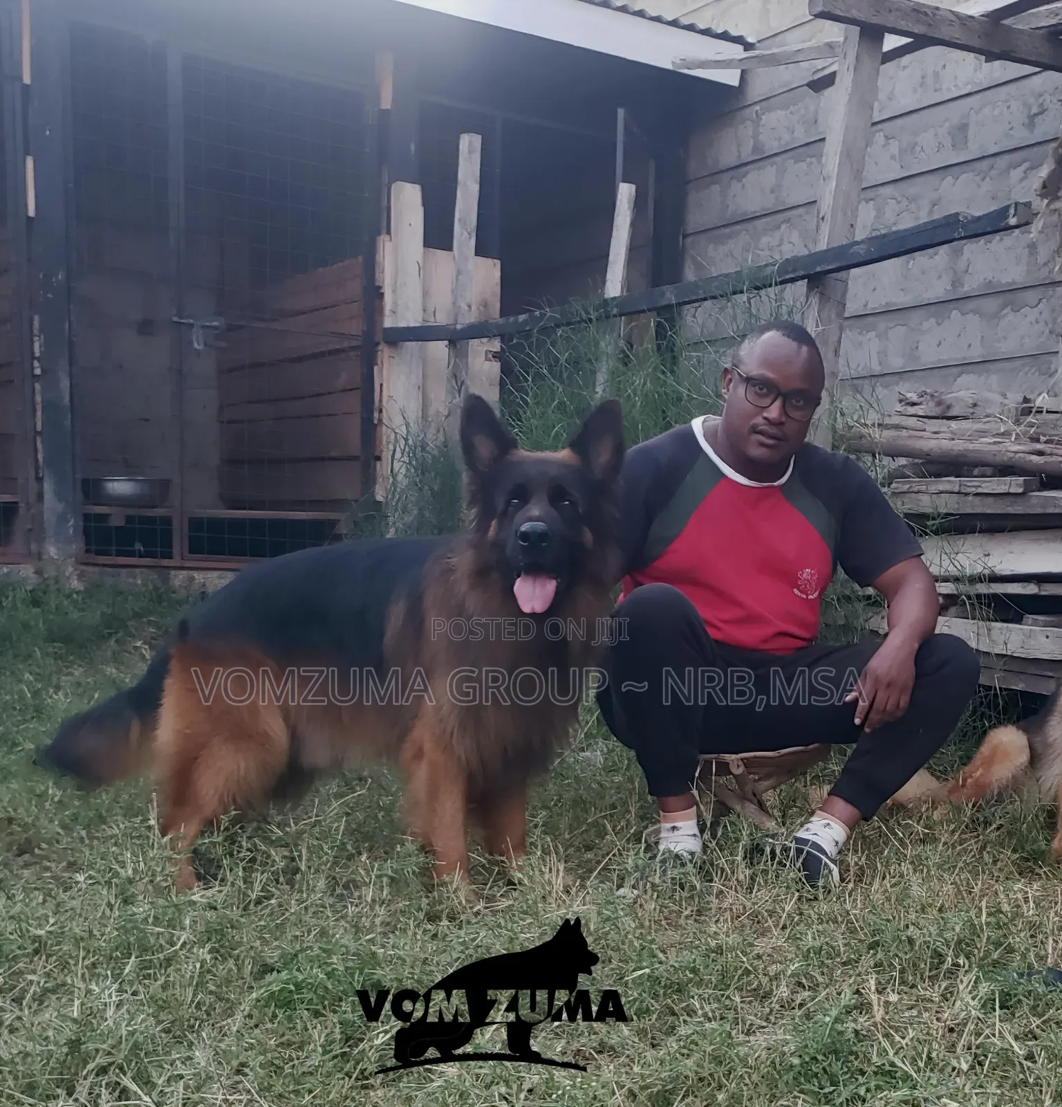 1-3 months Female Purebred German Shepherd