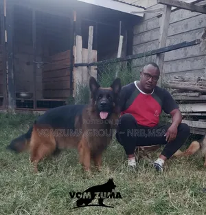 1-3 months Female Purebred German Shepherd