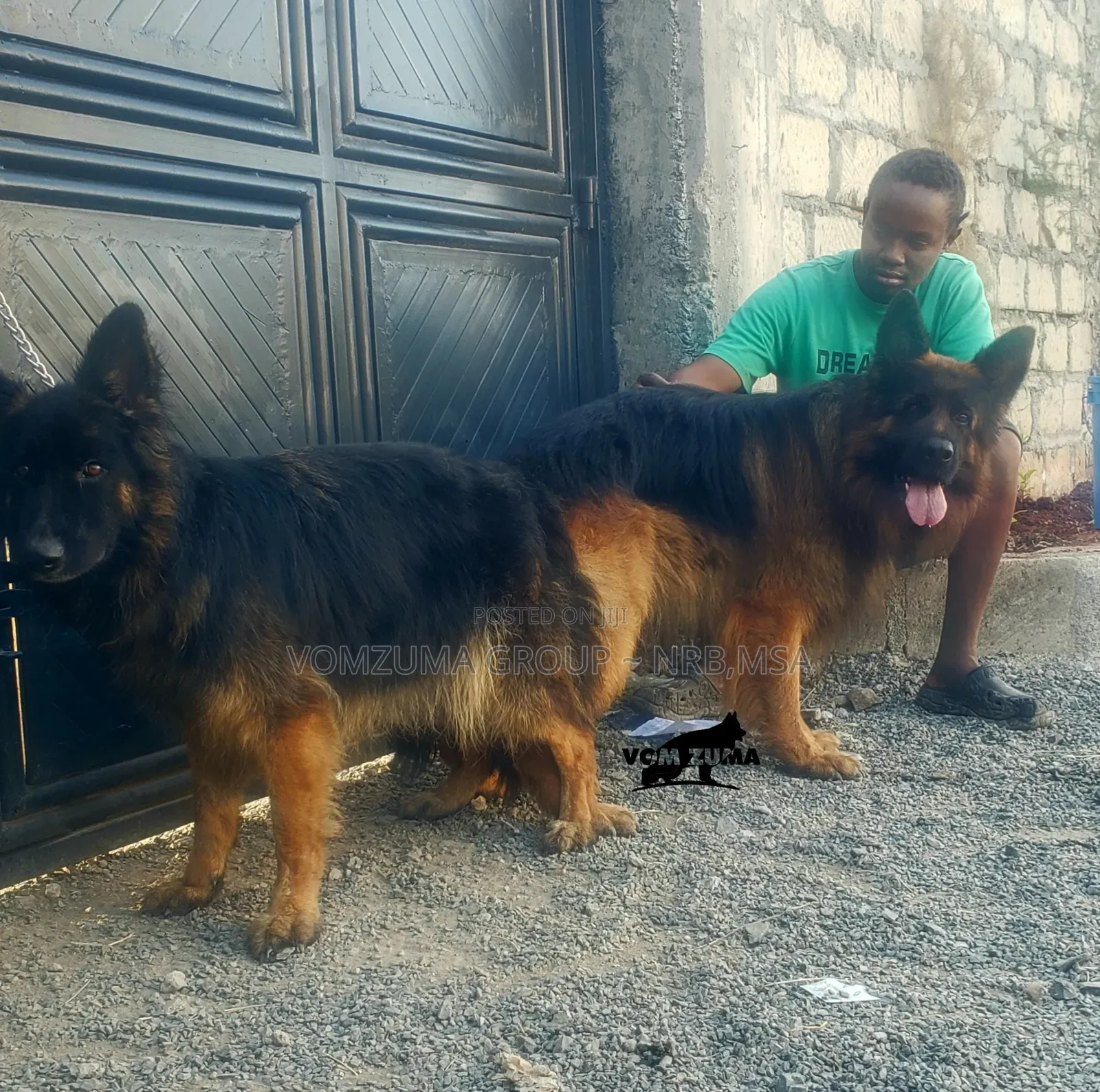 1-3 months Female Purebred German Shepherd