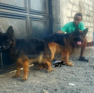 1-3 months Female Purebred German Shepherd