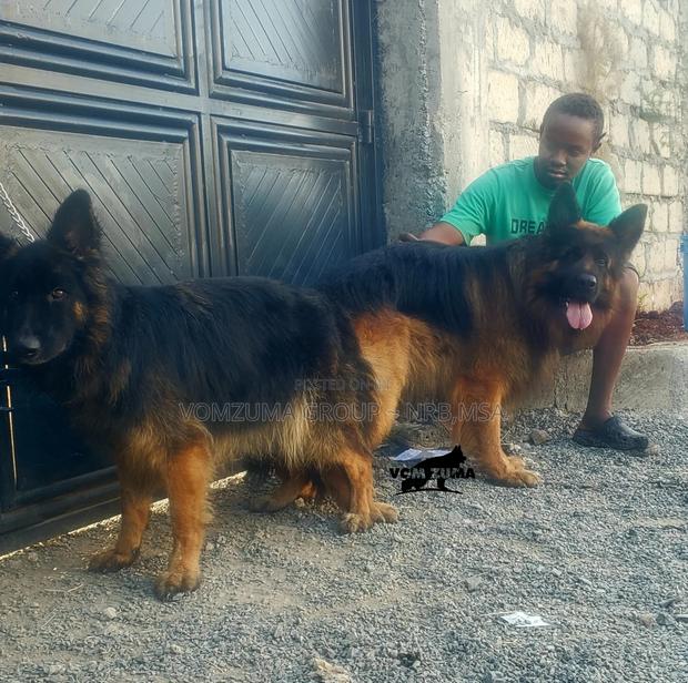 1-3 months Female Purebred German Shepherd - thumbnail 3