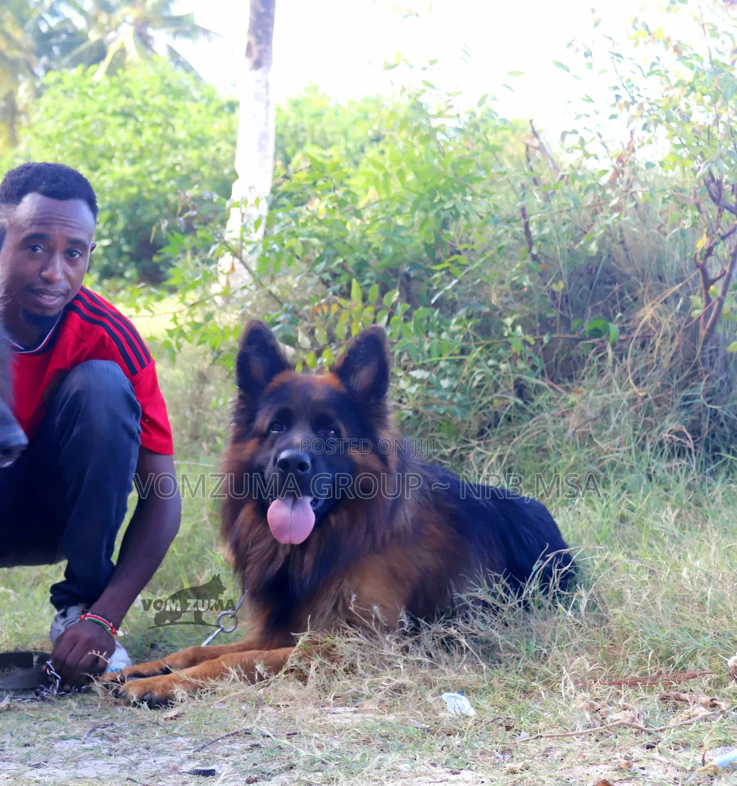 1-3 months Female Purebred German Shepherd