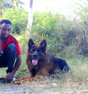 1-3 months Female Purebred German Shepherd