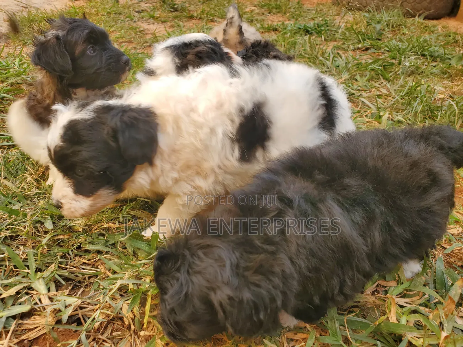 1-3 months Male Purebred Havanese