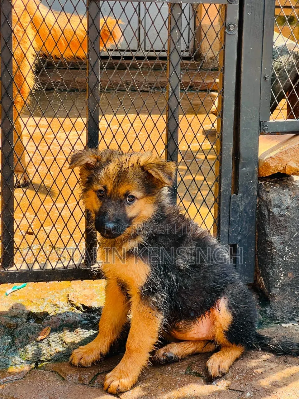 1-3 months Female Purebred German Shepherd