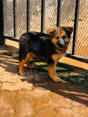 1-3 months Female Purebred German Shepherd